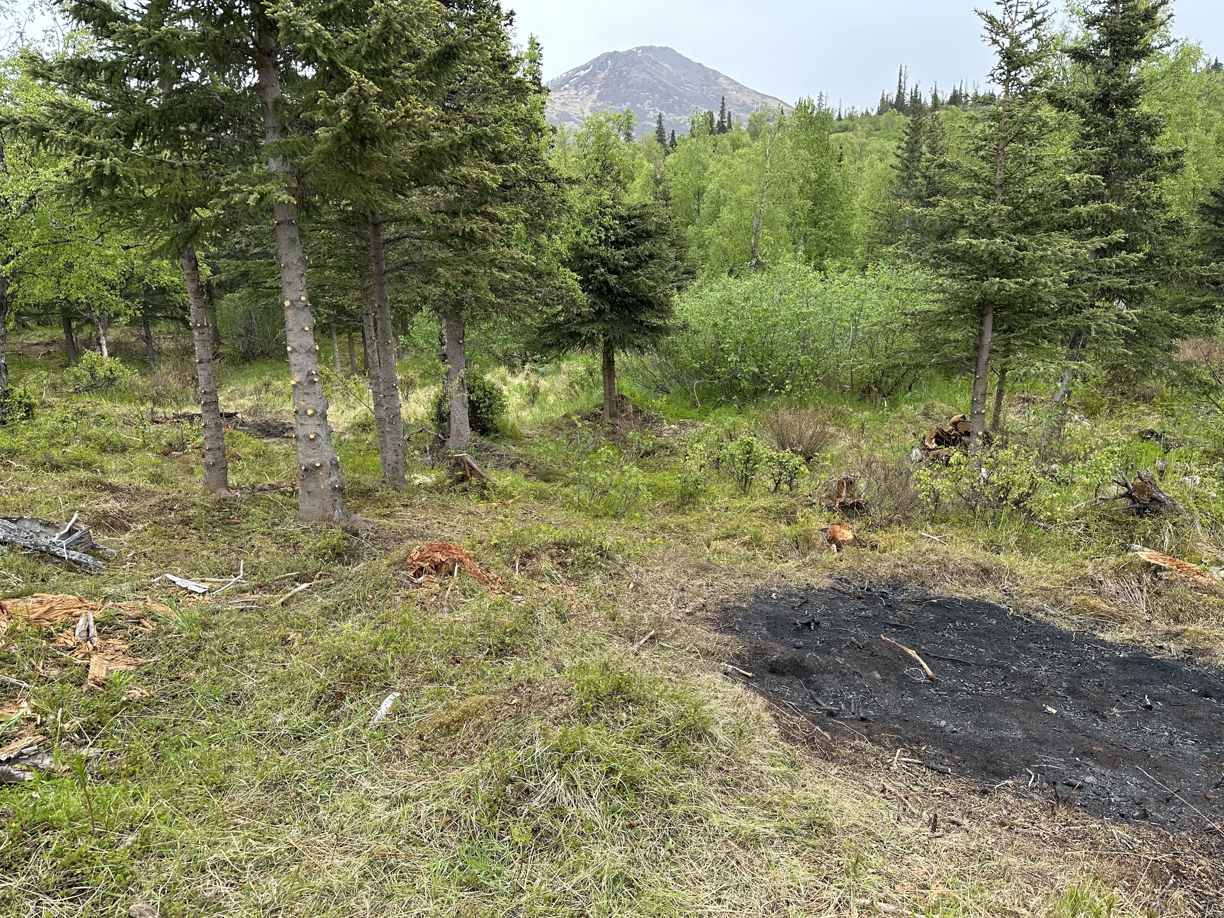 Limbed tree burn pile clearing.jpg
